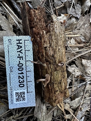  ( - HAY-F-001230)  @11 [ ] by-nc (2023) Aaron Tupac Fungal Diversity Survey