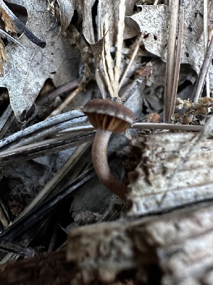  ( - HAY-F-001230)  @11 [ ] by-nc (2023) Aaron Tupac Fungal Diversity Survey