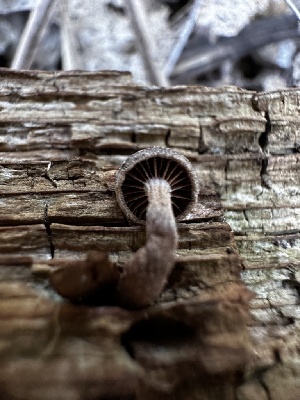  ( - HAY-F-001230)  @11 [ ] by-nc (2023) Aaron Tupac Fungal Diversity Survey