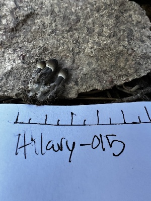  ( - HAY-F-005471)  @11 [ ] by-nc (2023) Aaron Tupac Fungal Diversity Survey