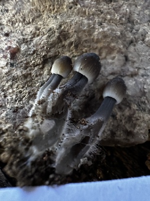  (Mycena sp. PNW10 - HAY-F-005471)  @11 [ ] by-nc (2023) Aaron Tupac Fungal Diversity Survey