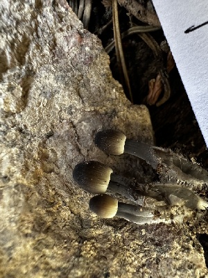  ( - HAY-F-005471)  @11 [ ] by-nc (2023) Aaron Tupac Fungal Diversity Survey