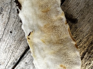  (Fuscopostia - HAY-F-005469)  @11 [ ] by-nc (2023) Aaron Tupac Fungal Diversity Survey