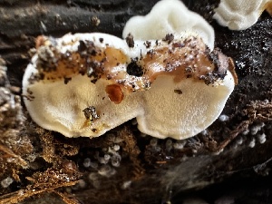  ( - HAY-F-005469)  @11 [ ] by-nc (2023) Aaron Tupac Fungal Diversity Survey