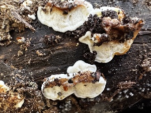  ( - HAY-F-005469)  @11 [ ] by-nc (2023) Aaron Tupac Fungal Diversity Survey