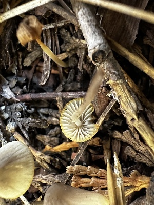  ( - HAY-F-005465)  @11 [ ] by-nc (2023) Aaron Tupac Fungal Diversity Survey