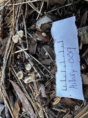  ( - HAY-F-005465)  @11 [ ] by-nc (2023) Aaron Tupac Fungal Diversity Survey
