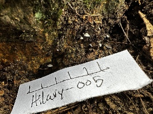  (Clitopilus sp. CA05 - HAY-F-005464)  @11 [ ] by-nc (2023) Aaron Tupac Fungal Diversity Survey