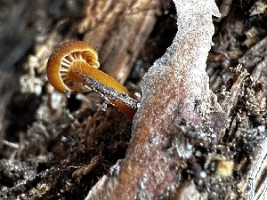  (Xeromphalina cirris - HAY-F-005463)  @11 [ ] by-nc (2023) Aaron Tupac Fungal Diversity Survey