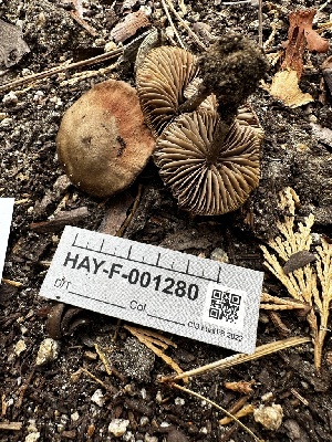  ( - HAY-F-001280)  @11 [ ] by-nc (2023) Aaron Tupac Fungal Diversity Survey