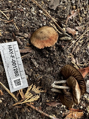  ( - HAY-F-001280)  @11 [ ] by-nc (2023) Aaron Tupac Fungal Diversity Survey