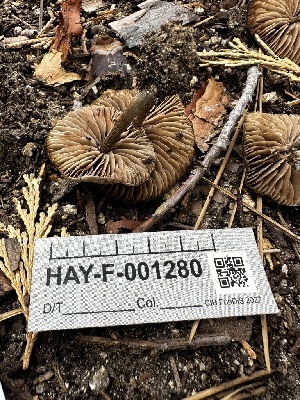  ( - HAY-F-001280)  @11 [ ] by-nc (2023) Aaron Tupac Fungal Diversity Survey