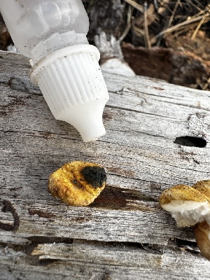  ( - HAY-F-001366)  @11 [ ] by-nc (2023) Aaron Tupac Fungal Diversity Survey