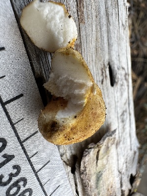  ( - HAY-F-001366)  @11 [ ] by-nc (2023) Aaron Tupac Fungal Diversity Survey