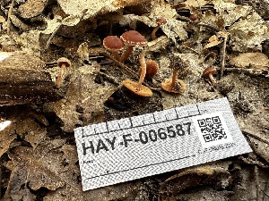  ( - HAY-F-006587)  @11 [ ] by-nc (2023) Aaron Tupac Fungal Diversity Survey