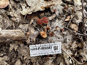  ( - HAY-F-006587)  @11 [ ] by-nc (2023) Aaron Tupac Fungal Diversity Survey