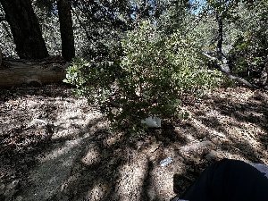  ( - HAY-F-006587)  @11 [ ] by-nc (2023) Aaron Tupac Fungal Diversity Survey