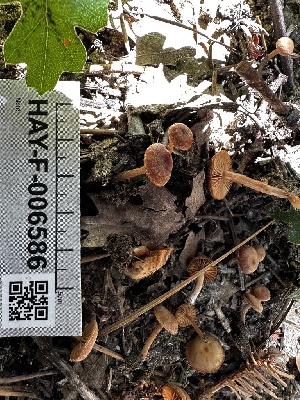  ( - HAY-F-006586)  @11 [ ] by-nc (2023) Aaron Tupac Fungal Diversity Survey