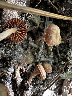  ( - HAY-F-006586)  @11 [ ] by-nc (2023) Aaron Tupac Fungal Diversity Survey