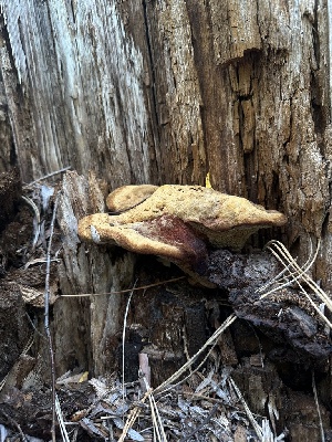  (Phaeolus sp. schweinitzii-IN01 - HAY-F-005620)  @11 [ ] c (2023) Rudy Diaz Fungal Diversity Survey
