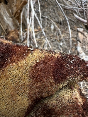  ( - HAY-F-005620)  @11 [ ] c (2023) Rudy Diaz Fungal Diversity Survey