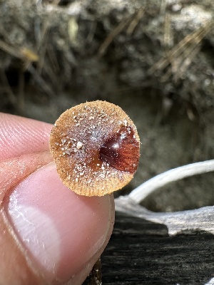  ( - HAY-F-005618)  @11 [ ] c (2023) Rudy Diaz Fungal Diversity Survey