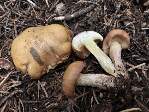  (Suillus kaibabensis - HAY-F-005627)  @11 [ ] c (2023) Rudy Diaz Fungal Diversity Survey