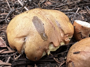  ( - HAY-F-005627)  @11 [ ] c (2023) Rudy Diaz Fungal Diversity Survey