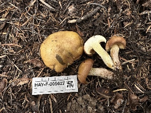  ( - HAY-F-005627)  @11 [ ] c (2023) Rudy Diaz Fungal Diversity Survey