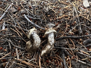  ( - HAY-F-005756)  @11 [ ] c (2023) Rudy Diaz Fungal Diversity Survey