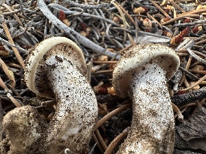  (Hygrophorus sp. CA05 - HAY-F-005756)  @11 [ ] c (2023) Rudy Diaz Fungal Diversity Survey