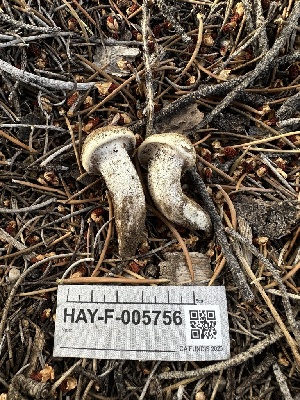  ( - HAY-F-005756)  @11 [ ] c (2023) Rudy Diaz Fungal Diversity Survey
