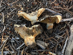  (Lactarius sp. barrowsii-CA01 - HAY-F-005755)  @11 [ ] c (2023) Rudy Diaz Fungal Diversity Survey