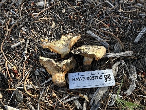  ( - HAY-F-005755)  @11 [ ] c (2023) Rudy Diaz Fungal Diversity Survey