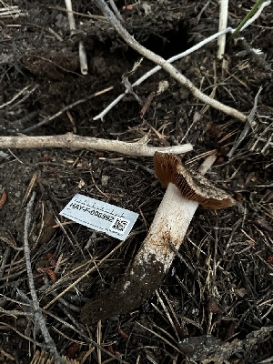  (Cortinarius sp. CA43 - HAY-F-006592)  @11 [ ] by-nc (2023) Aaron Tupac Fungal Diversity Survey