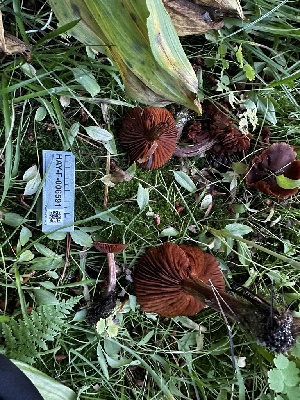  ( - HAY-F-006591)  @11 [ ] by-nc (2023) Aaron Tupac Fungal Diversity Survey