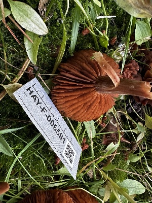  ( - HAY-F-006591)  @11 [ ] by-nc (2023) Aaron Tupac Fungal Diversity Survey
