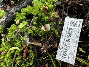  ( - HAY-F-006580)  @11 [ ] by-nc (2023) Aaron Tupac Fungal Diversity Survey