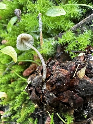  ( - HAY-F-006580)  @11 [ ] by-nc (2023) Aaron Tupac Fungal Diversity Survey