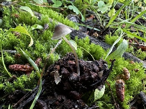  ( - HAY-F-006580)  @11 [ ] by-nc (2023) Aaron Tupac Fungal Diversity Survey