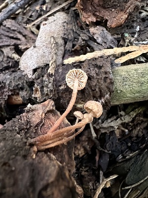 ( - HAY-F-005616)  @11 [ ] c (2023) Rudy Diaz Fungal Diversity Survey