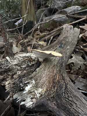  ( - HAY-F-005729)  @11 [ ] c (2023) Rudy Diaz Fungal Diversity Survey