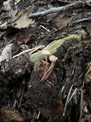  ( - HAY-F-005616)  @11 [ ] c (2023) Rudy Diaz Fungal Diversity Survey