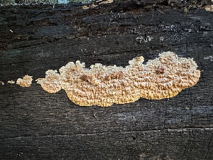 ( - HAY-F-005731)  @11 [ ] c (2023) Rudy Diaz Fungal Diversity Survey