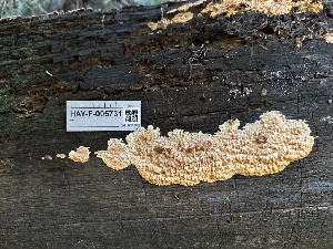  ( - HAY-F-005731)  @11 [ ] c (2023) Rudy Diaz Fungal Diversity Survey