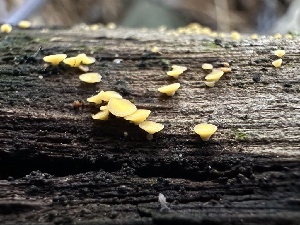  (Hymenoscyphus epiphyllus - HAY-F-005735)  @11 [ ] c (2023) Rudy Diaz Fungal Diversity Survey