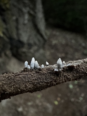  (Xylaria sp. CA02 - HAY-F-005738)  @11 [ ] c (2023) Rudy Diaz Fungal Diversity Survey