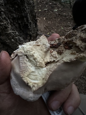  ( - HAY-F-005737)  @11 [ ] c (2023) Rudy Diaz Fungal Diversity Survey