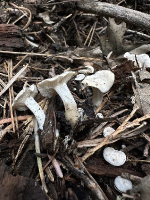  ( - HAY-F-005728)  @11 [ ] c (2023) Rudy Diaz Fungal Diversity Survey