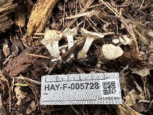  ( - HAY-F-005728)  @11 [ ] c (2023) Rudy Diaz Fungal Diversity Survey